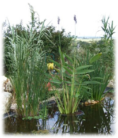 Plantes aquatiques
